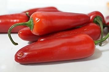Jalapeño Capsicum annuum seeds for garden planting